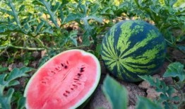 济宁高尚娴雅吃瓜,品味瓜果时光