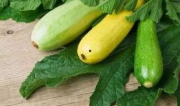 伏手瓜咋吃,解锁美味新体验