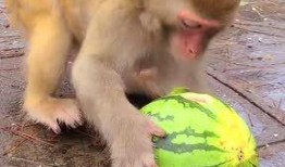 萌宠吃瓜君,揭秘宠物界的趣味生活