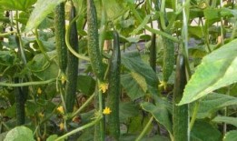 青藤佛系吃瓜的,揭秘网络时代的轻松娱乐态度