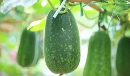 吃哪些瓜,盘点那些让人“解渴”的瓜界传奇