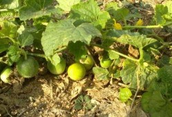 屎瓜落子怎么吃,独特美食的烹饪与品尝指南