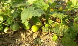 屎瓜落子怎么吃,独特美食的烹饪与品尝指南