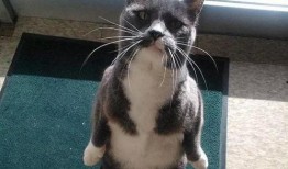 带你吃大瓜猫画,带你领略“带你吃大瓜猫画”的独特魅力