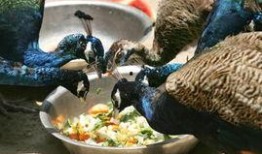 阿亮孔雀吃的瓜是什么瓜,揭秘它钟爱的瓜类之谜