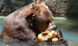 瓜哥带你吃瓜呆萌的动物,瓜哥带你领略呆萌动物世界