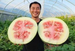 猪专门吃的瓜,揭秘猪专享的瓜类美食世界