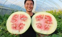 猪专门吃的瓜,揭秘猪专享的瓜类美食世界