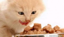 带你吃大瓜猫画,带你领略“带你吃大瓜猫画”的独特魅力