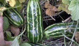 年前吃瓜年后吃瓜,年前年后吃瓜大不同