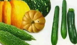 吃哪些瓜,盘点那些让人“解渴”的瓜界传奇