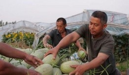 塘栖村吃瓜,感受乡村田园生活