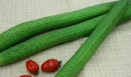 服肾宝可以吃瓜吗,瓜果摄入指南