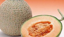 孕妇可以吃哈密瓜不,哈密瓜的适宜食用与营养益处