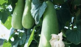 吃蒲瓜胀气吗,蒲瓜食用后是否会引发胀气问题解析