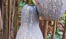 吃中药可以吃祘吗瓜,安全与禁忌的探讨