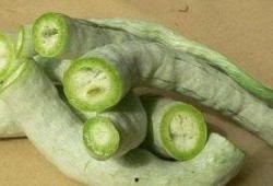 福建吃蛇瓜吗,蛇瓜的食用文化