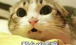 宅猫猫吃瓜头像可爱,宅猫猫吃瓜头像，可爱指数爆表！