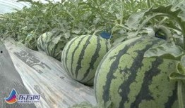 芦岗吃瓜,揭秘夏日消暑美食背后的故事