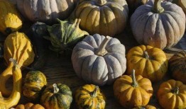 吃瓜网版纳,吃瓜网带你领略热带雨林的独特魅力