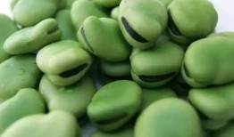 豆子吃瓜链接,揭秘豆子与瓜的奇妙缘分