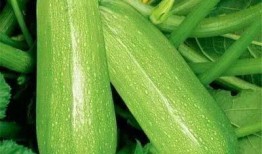 岱山吃瓜,品味特色吃瓜文化，畅享清凉夏日时光