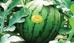 被绿了吃瓜,吃瓜群众如何围观这场情感风暴？