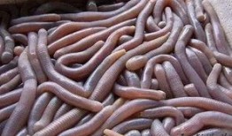 虫子吃瓜QQ群,揭秘昆虫与瓜果的奇妙互动