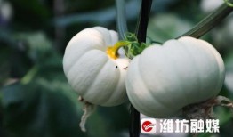 恒信潍坊吃瓜,揭秘吃瓜群众的狂欢盛宴