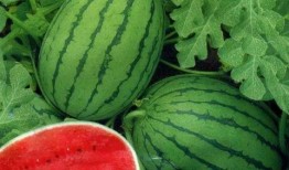 吃瓜不吃瓜吃你,揭秘网络热语背后的趣味与深思