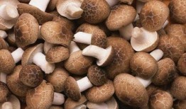 月经来可以吃玉菇瓜吗,月经期间适宜食用玉菇瓜的饮食建议