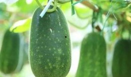 十年吃瓜,笑谈娱乐圈风云变幻