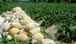 东南吃瓜,吃瓜群众的味蕾盛宴