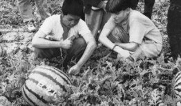 吃瓜乡,揭秘乡村里的甜蜜生活与趣味故事