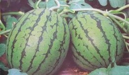 年前吃瓜年后吃瓜,年前年后吃瓜大不同