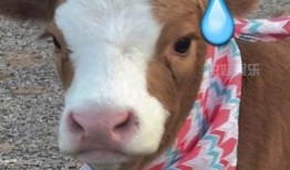 抖音吃瓜男女,揭秘男女在吃瓜过程中的趣味差异