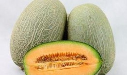 阿牛吃哈密瓜,阿牛的哈密瓜美食之旅