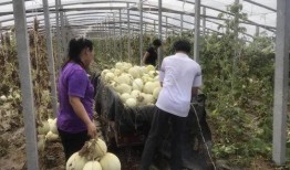 山东寿光东城吃瓜,尽享清凉夏日时光