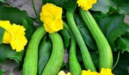 美得发紫吃瓜的视频