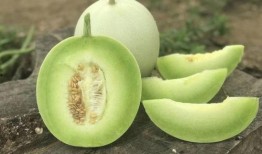 月经来可以吃玉菇瓜吗,月经期间适宜食用玉菇瓜的饮食建议