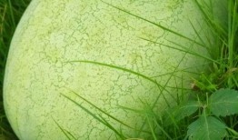 被绿了吃瓜,吃瓜群众如何围观这场情感风暴？