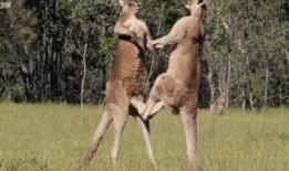 袋鼠打架吃瓜,围观者们的“吃瓜”盛宴