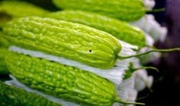 孕妇可吃凉瓜吗,凉瓜在孕期中的适宜性探讨