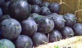 扶沟县吃瓜,探寻当地特色美食之旅