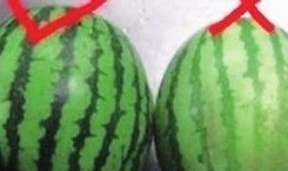 吃瓜小圆,揭秘娱乐圈那些不为人知的幕后故事