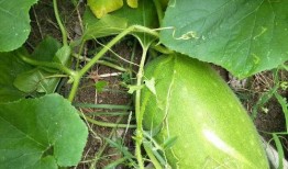 南北吃瓜,一场关于吃瓜的味蕾盛宴