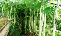 福建吃蛇瓜吗,蛇瓜的食用文化