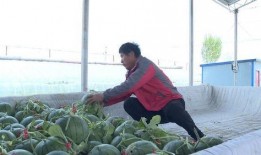 安阳滑县吃瓜事件,一场网络热议背后的真相与反思