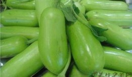 吃蒲瓜胀气吗,蒲瓜食用后是否会引发胀气问题解析