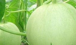 怀孕吃付瓜,揭秘付瓜的营养益处与食用指南